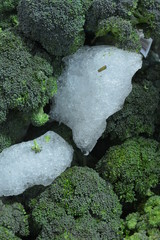 Iced Fresh Organic Green Broccoli