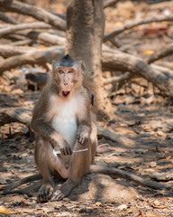 Funny monkeys from Monkey Island, Ho Chi Minh City, Vietnam