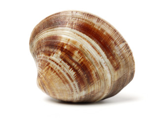 Stacked fresh raw clams on white background