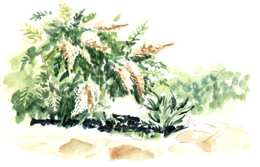 Page template with the green bush of the blossoming elderberry growing next to the cobblestone path. Grass and shrub. Hand-drawn watercolor sketch illustration.