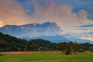 Beautiful sunset landscape view of young paddy field with Mount Kinabalu