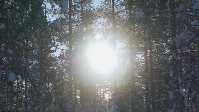 Slow motion shot sliding through a snow covered forest, while sun rays are going through the tree branches on a sunny spring day