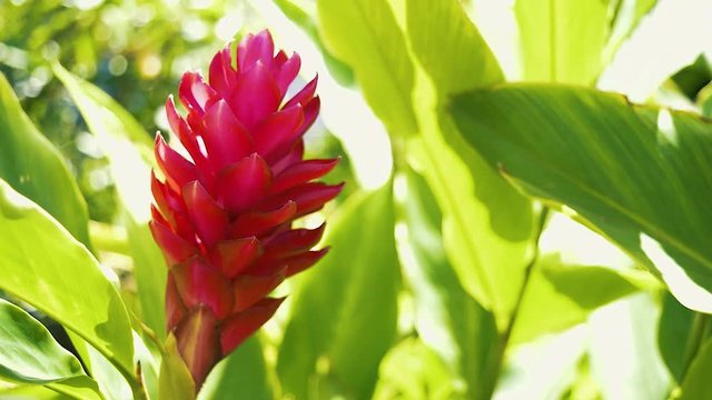 Hawaii torch ginger bright red bloom on left side of screen perfect for graphics or stand alone image as beautiful exotic b roll. Soft movement from the gentle trade winds with warm sun beams