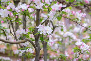 Close up pink sakura flower blossom on tree in spring seasonal,natural background