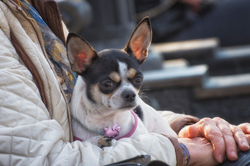 Happy dog in the arms of an elderly woman. Pets help pensioners to be happy.