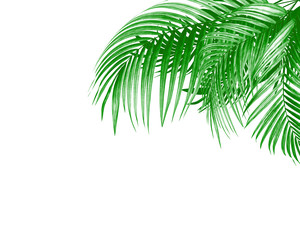 Fototapeta na wymiar leaves of palm tree on white background