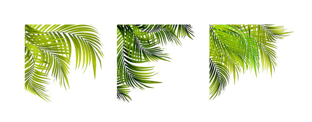 green palm leaf on white background