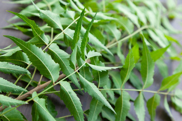 Leaves of Indian Neem (Azadirachta indica) Tree. 