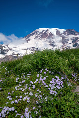 Beautiful wildflowers and Mount Rainier, Washington state