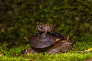 Nature view of Frog on the snail in deep rainforest jungle Sabah, Borneo