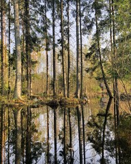 Ленинградские болота.