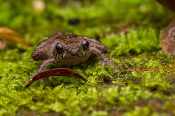 Macro image frog in Sabah, Borneo - Philautus Amoenus (Kamboranga Bush frog)