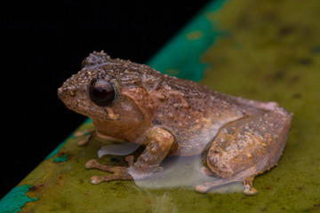 Macro image frog in Sabah, Borneo - Philautus Amoenus (Kamboranga Bush frog)