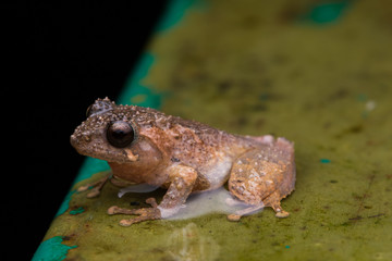 Macro image frog in Sabah, Borneo - Philautus Amoenus (Kamboranga Bush frog)
