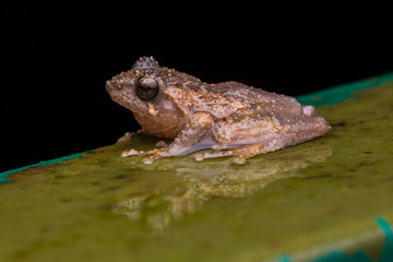 Cute Masked tree frog on green leaves with isolated on black - Rhacophorus angulirostris