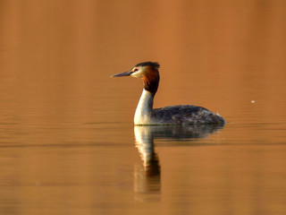 The great crested grebe (Podiceps cristatus) on a lake at sunset