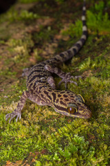 Macro Image of Kinabalu Angle-toed Gecko (Cyrtodactylus baluensis) , Kundasang, Borneo Island