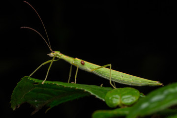 Beautiful Stick Insect  with water bubble on the green leaves isolated on black