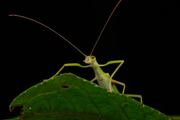 Beautiful Stick Insect  with water bubble on the green leaves isolated on black