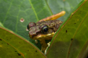 Frog on green leaves isolated on black, Torrent Frog of Borneo Island