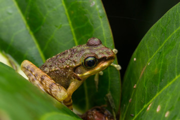 Frog on green leaves isolated on black, Torrent Frog of Borneo Island