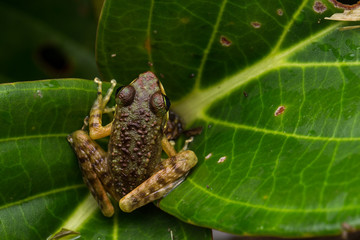 Frog on green leaves isolated on black, Torrent Frog of Borneo Island