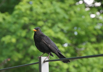 Closeup portrait of blackbird against the green background