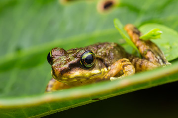 Frog on green leaves isolated on black, Torrent Frog of Borneo Island
