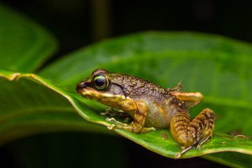 Frog on green leaves isolated on black, Torrent Frog of Borneo Island