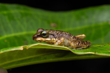Frog on green leaves isolated on black, Torrent Frog of Borneo Island