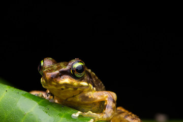 Frog on green leaves isolated on black, Torrent Frog of Borneo Island