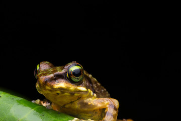 Frog on green leaves isolated on black, Torrent Frog of Borneo Island