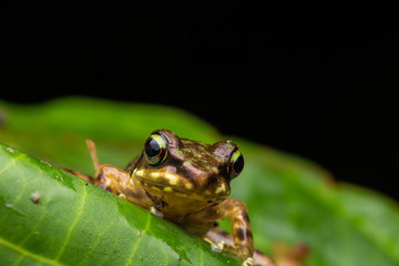 Frog on green leaves isolated on black, Torrent Frog of Borneo Island