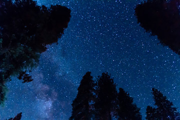 Fototapeta na wymiar Night Sky Above Sequoia Treetops in Yosemite Valley National Park