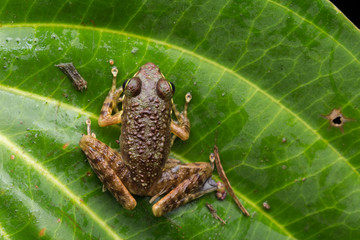 Frog on green leaves isolated on black, Torrent Frog of Borneo Island