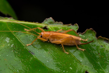 Nature jungle image of Katydid  on green leaves at Borneo Island