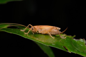 Nature jungle image of Katydid  on green leaves at Borneo Island