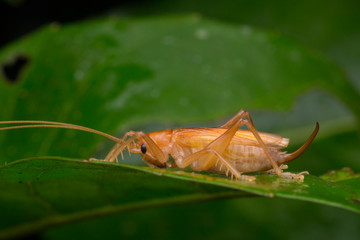 Nature jungle image of Katydid  on green leaves at Borneo Island