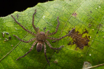 Spider of Borneo / Wandering Spider
