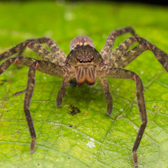 Spider of Borneo / Wandering Spider