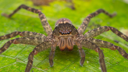 Spider of Borneo / Wandering Spider
