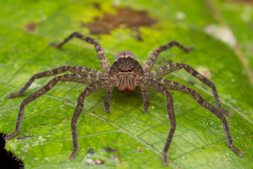 Spider of Borneo / Wandering Spider