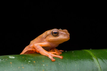 Cute Masked tree frog on green leaves with isolated on black - Rhacophorus angulirostris
