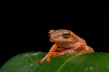 Obraz premium Cute Masked tree frog on green leaves with isolated on black - Rhacophorus angulirostris