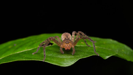 Spider of Borneo / Wandering Spider