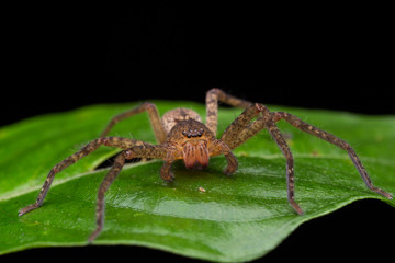 Spider of Borneo / Wandering Spider