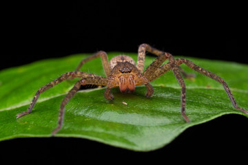 Spider of Borneo / Wandering Spider