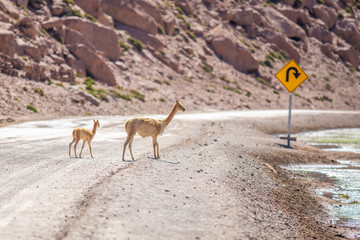 A Vicuna family animal group with a mother and its baby crossing a dirt road at Andean Altiplano inside Atacama Desert. High risk of run  over while driving on this wild environment. Awe wildlife