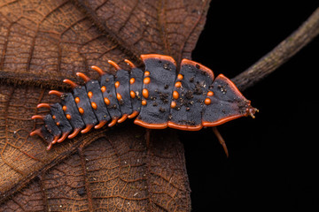 Trilobite Beetle , Close-Up of Trilobite Beetle , Duliticola, a rare insect of Borneo.