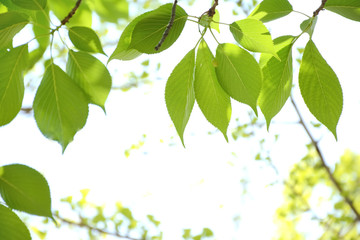 Fototapeta na wymiar Green leaves of cherry tree 